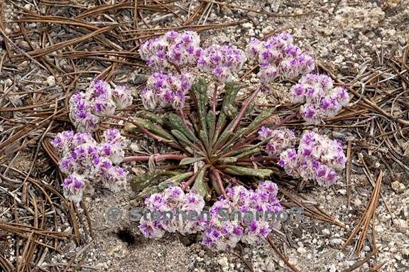 calyptridium monospermum 5 graphic